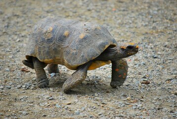Tortugas,iguanas gentiles animales como venidos directamente desde la prehistoria. © FILIPPO