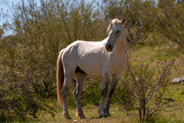White stallion wild horse in the Salt River wild horse management area near Mesa Arizona United States