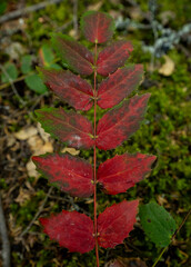 Leaves On Stem Fade From Green To Bright Red