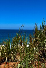 Fototapeta na wymiar Espigas y palmeras al viento recibiendo los rayos del sol cerca de la playa.