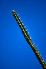 El verdor de nuestra naturaleza tropical nos rodea y nos regala su sombra.
