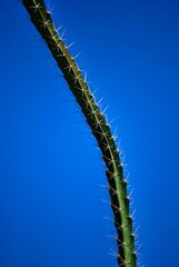 Aves,acuaticas,avestruces,voladores,nadadores,corredores de gran tamaño,pequeños!