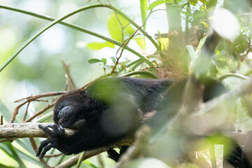 Howler monkey taking a nap on a tree