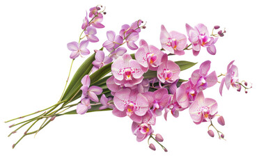 Bouquet of Orchids isolated on transparent Background