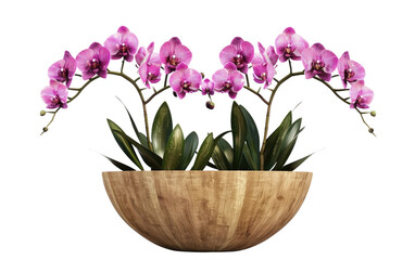 The Art of Orchid Cultivation: From Pot to Bloom isolated on transparent Background
