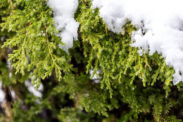 The melting snow on the tree branches