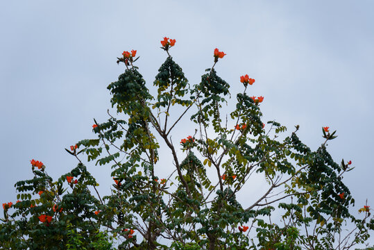 Orange-red flame flowers are in full bloom in spring.

