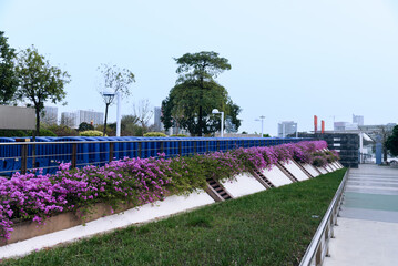 Purple Bougainvilleas bloom in the park in spring. Spring scenery of Dongguan Central Square. 