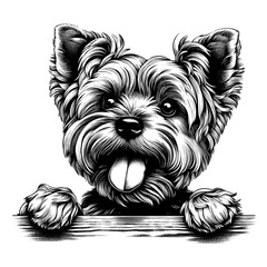 Yorkshire Terrier hanging over a wall. Hand Drawn Pen and Ink. Vector Isolated in White. Engraving vintage style illustration for print, tattoo, t-shirt