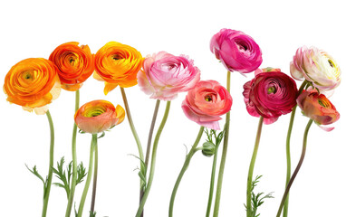 Fototapeta premium Ranunculus Bouquet Assortments isolated on transparent Background