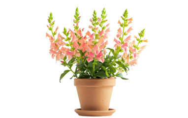 Obraz premium Snapdragon Plant Holder isolated on transparent Background