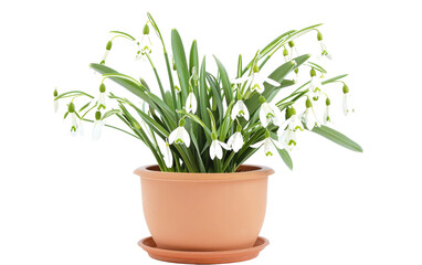 Snowdrop Floral Holder isolated on transparent Background