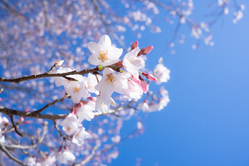 小金井公園の淡墨桜