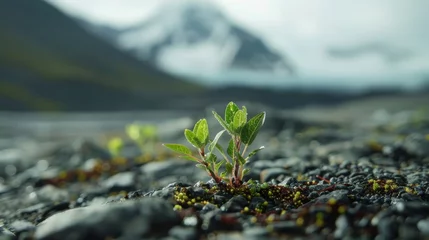 Poster As glaciers continue to melt new plant species slowly start to appear in regions that were once covered in ice changing the landscape and creating new habitats for animals. © Justlight