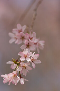 Cherry Blossom. A Close-up of Blossoming Wheeping Japanese Cherry Tree Flower Cluster