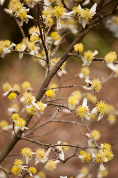 Tree native to Himalaya