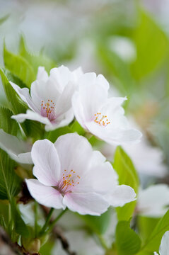 Cherry Blossom. A Close-up of Blossoming Wheeping Japanese Cherry Tree Flower Cluster