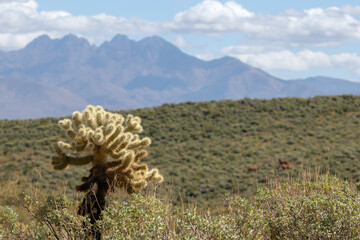 Jumping Cholla cactus in the Sonoran desert near Scottsdale Arizona United States