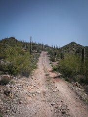 Dirt roads through saguaro cactus filled hillside in Wickenburg Arizona