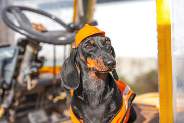 Portrait of dachshund dog in orange uniform, helmet, sits on cargo loader behind wheel, looks attentively with a tired look Job vacancy for warehouse and construction site driver Working professions 