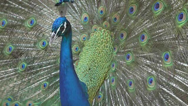 Close up the head of a peacock with fan out feathers in D.G Khan Zoo Pakistan Slow Motion 240fps Raw 10bit Footage 