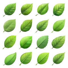 Green leaf icon collection