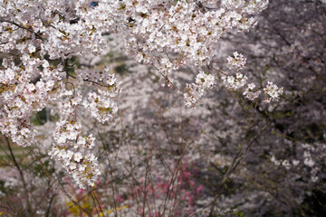 満開になった桜の花