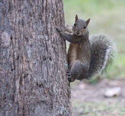 Gray Squirrel Climbing Oak Tree