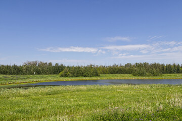 Obraz premium A Sunny Summer Day at Pylypow Wetlands