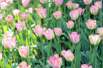 Fototapeta premium Pink tulips