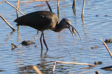 Ibis eating