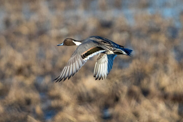 Duck in flight