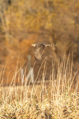 Hawk in flight