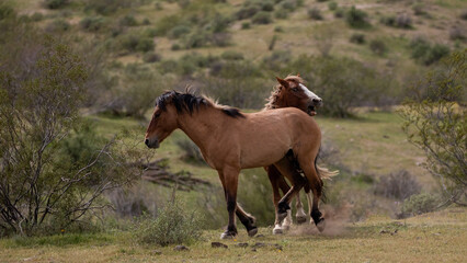 Wild eyed wild horse stallions kicking and biting while fighting in the Salt River Canyon area near Scottsdale Arizona United States