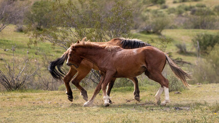 Biting wild horse stallions fighting in the Salt River Canyon area near Scottsdale Arizona United States