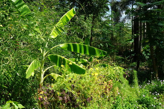 Mt. Arayat National Park