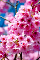 Fototapeta premium 宇佐の陽桜桜