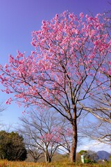 宇佐の陽桜桜