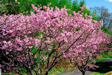 Obraz premium 宇佐の陽桜桜
