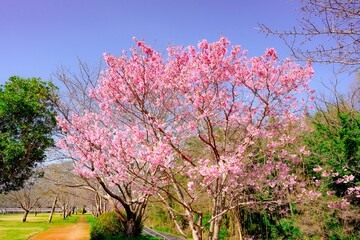 宇佐の陽桜桜