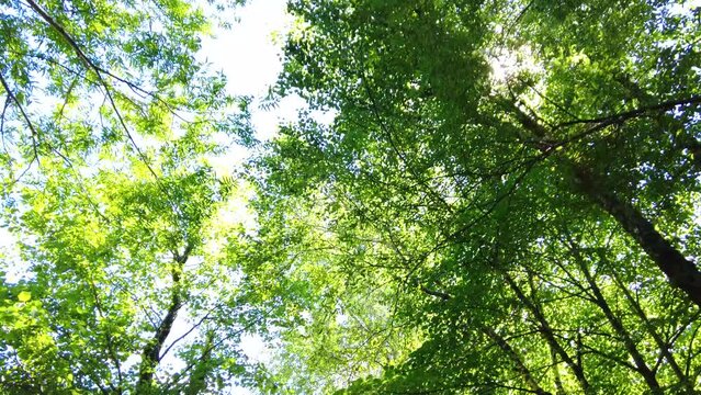 長野県上高地の新緑と木漏れ日溢れる白樺林の中を歩きながらPOVショット 4K