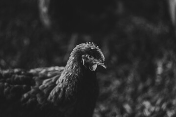 rooster on the farm