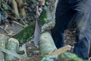 Man holding heavy ax. Axe in lumberjack hands chopping or cutting wood trunks