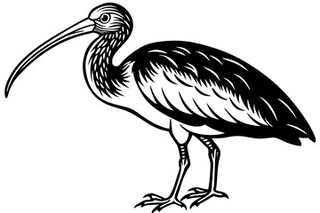 a-ibis-vector-illustration