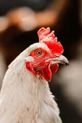 close up of a rooster