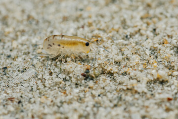 Sand flea or Sand hopper on the sea sand.