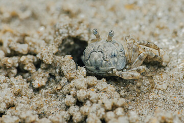 Sand Crab bubblers appear on the sand of the beach, Balls of sand made from crabs making a pattern, Crab holes on beach sand.