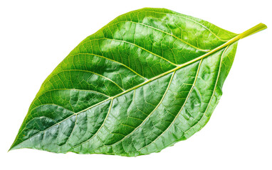 Obraz premium Leafy Greens isolated on transparent Background