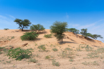 Green trees, vegetation found rarely at Thar desert . Barren land , sand dunes of Jodhpu, Rajasthan, India.