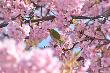 河津桜
さくら
桜
春
日本